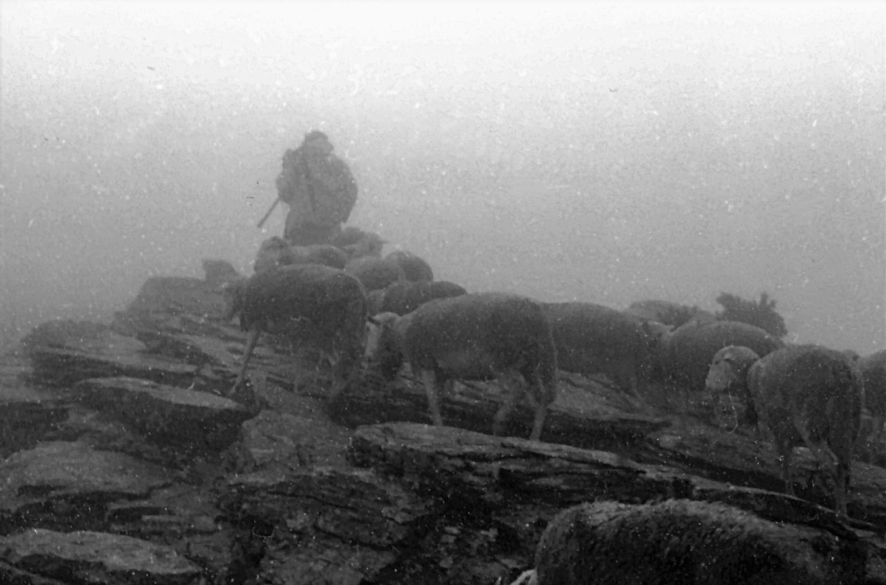 Transhumance 1972