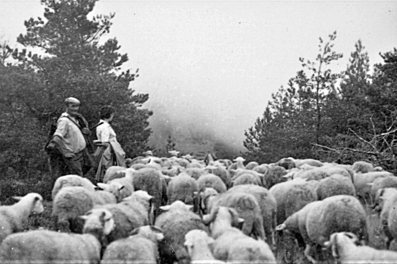 Transhumance 1972