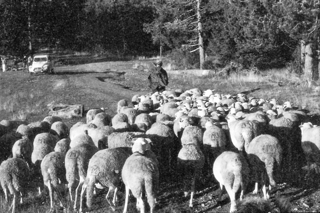 Transhumance 1972