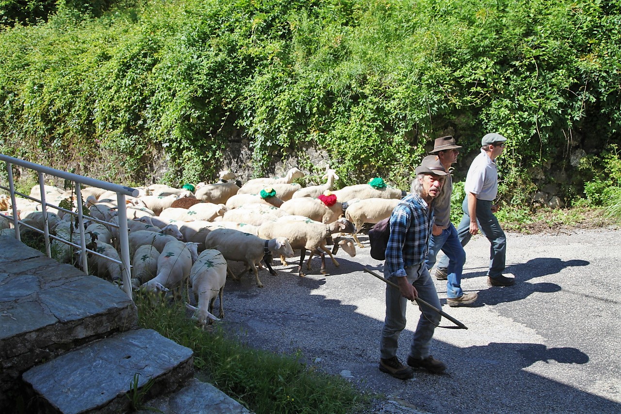 Transhumance 2018