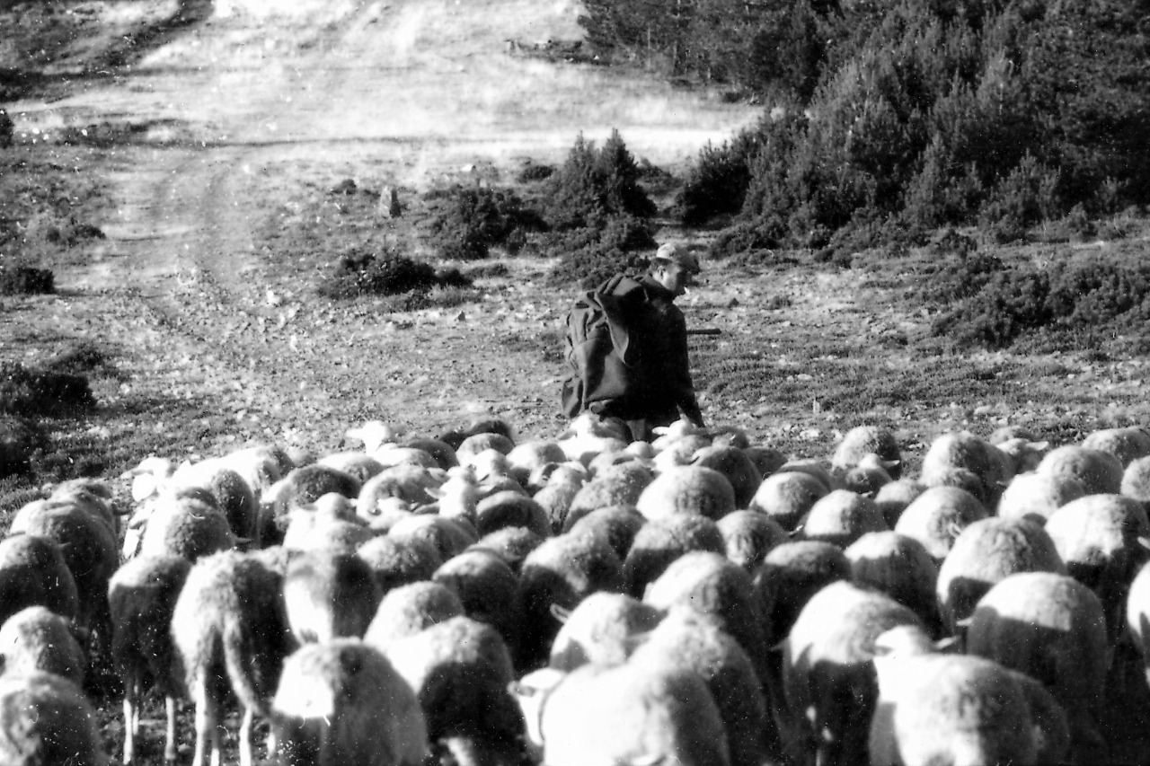Transhumance 1972