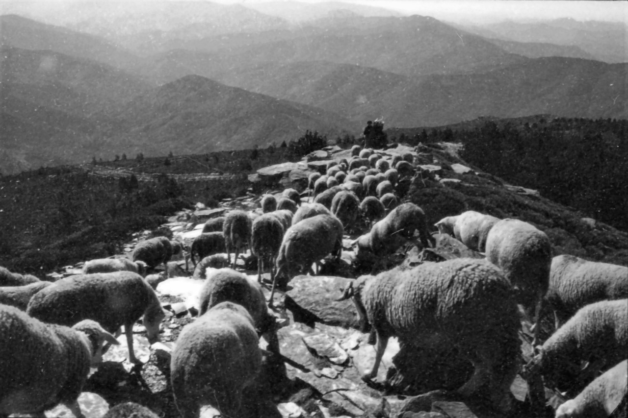 Transhumance 1972