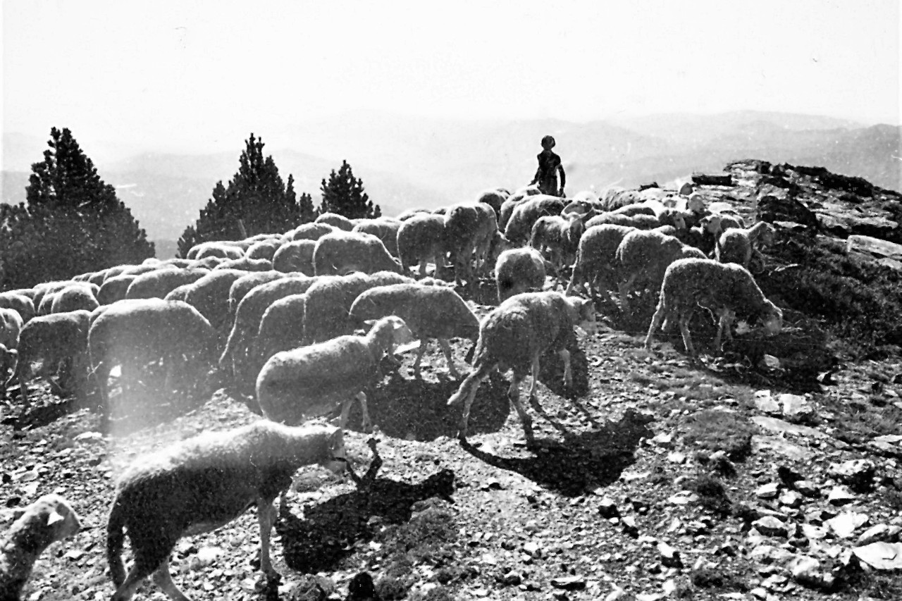 Transhumance 1972