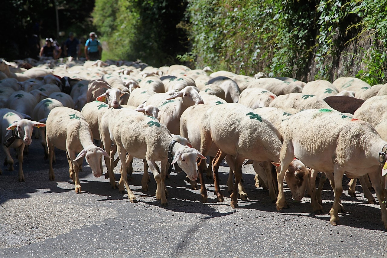 Transhumance 2018