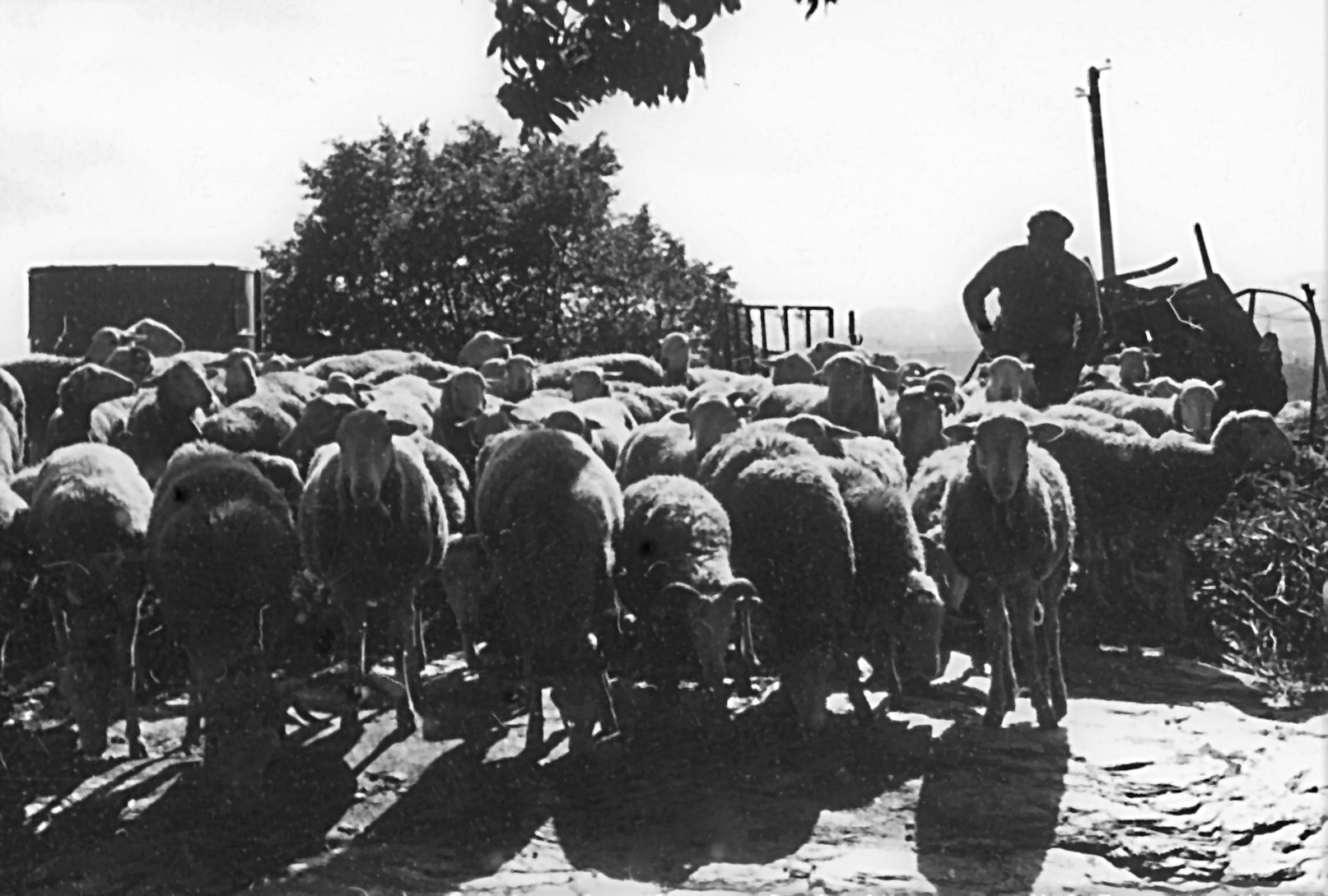 Transhumance 1972