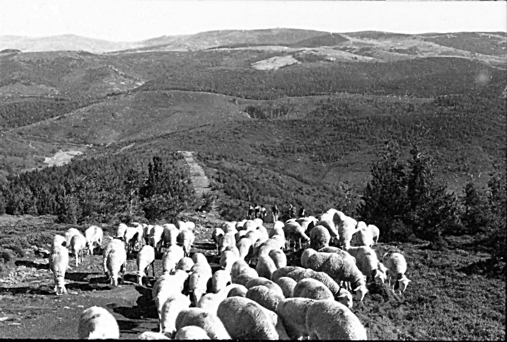 Transhumance 1972