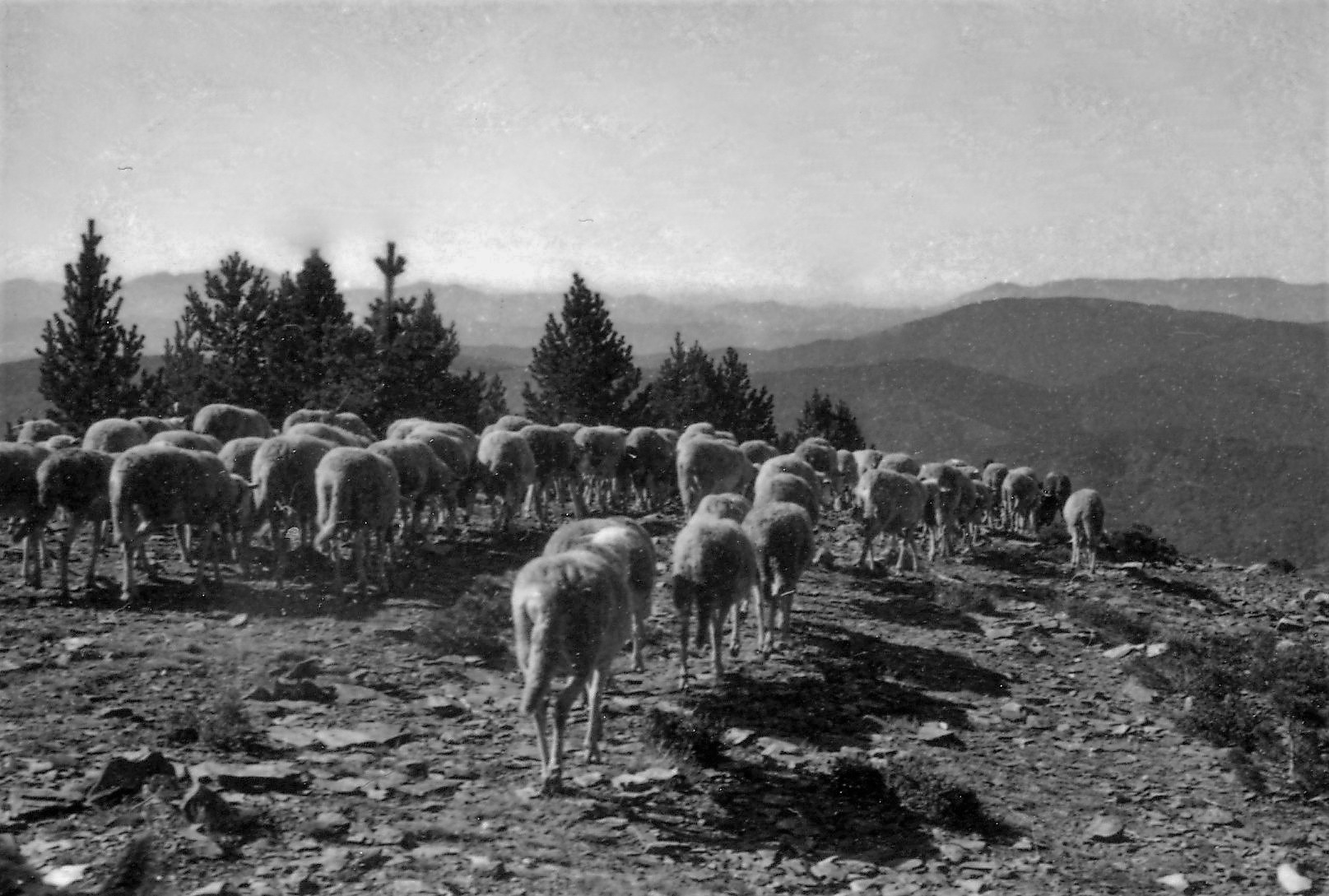 Transhumance 1972