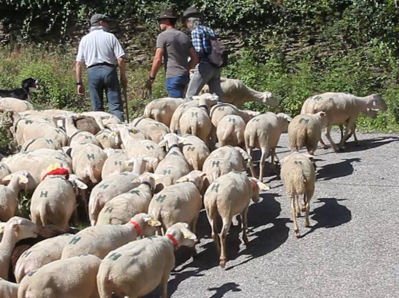 Transhumance 2018